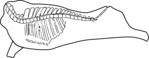 ウシ枝肉分割方式（内側）.svg