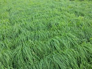 オーチャードグラス（草地：熊本県）.jpg