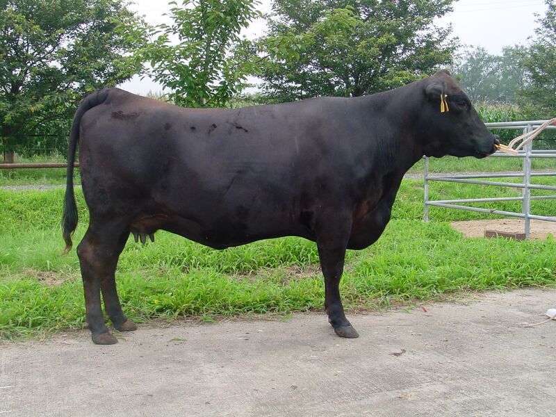 ファイル:無角和種（ウシ品種）（雌）.JPG