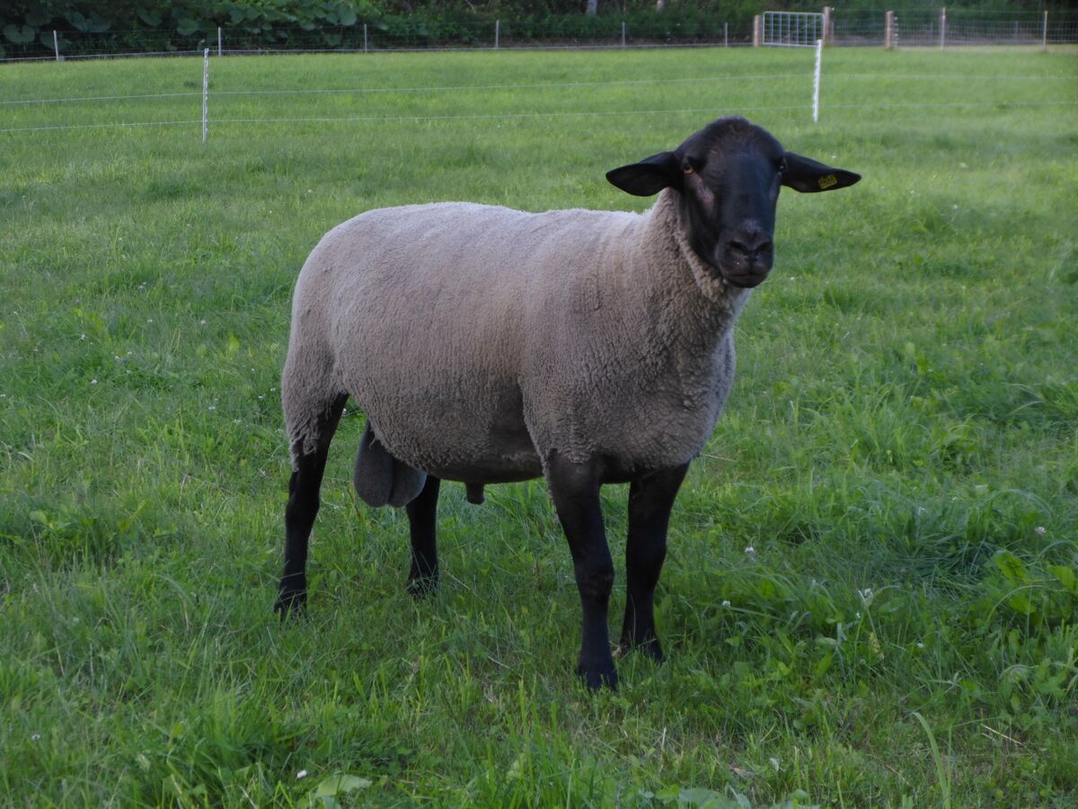 サフォーク - 畜産用語辞典