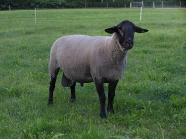 サフォーク - 畜産用語辞典