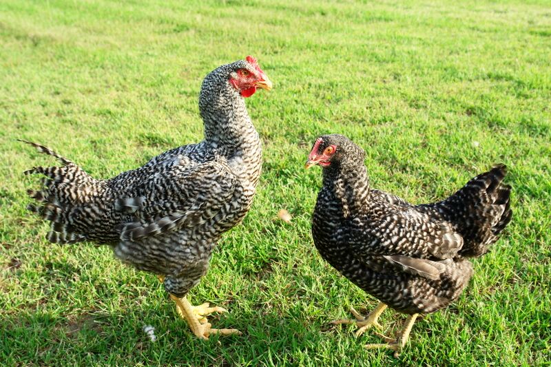 プリマス・ロックの孫みたいな石 プリマス・ロックの孫みたいな石