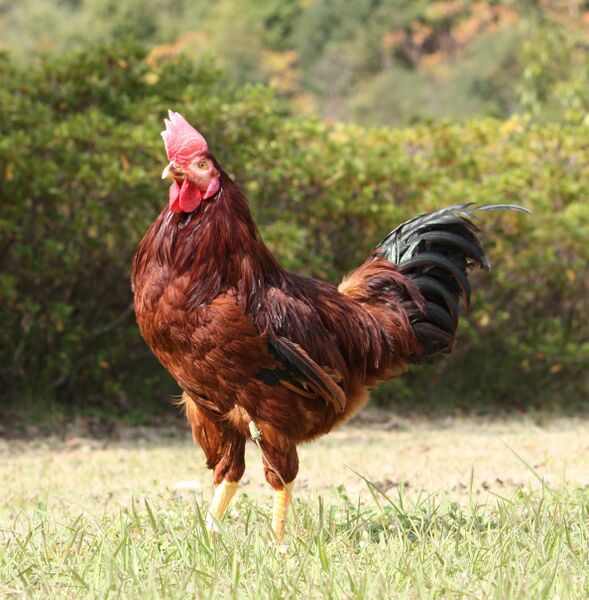 ファイル:ロードアイランドレッド（ニワトリ品種）（雄）.jpg