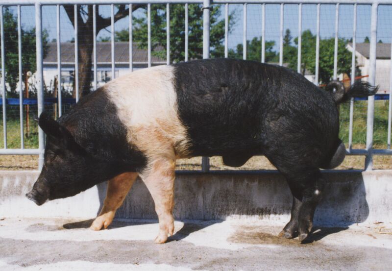 ファイル:ハンプシャー（ブタ品種）（雄）.jpg