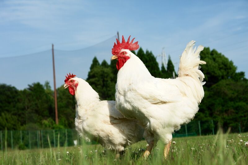 800px-白色プリマスロック（