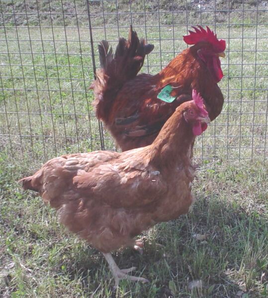 ファイル:ニューハンプシャー（ニワトリ品種）（雌雄）.jpg