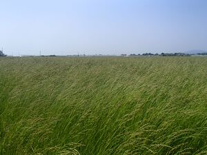 トールフェスク（草地）.JPG