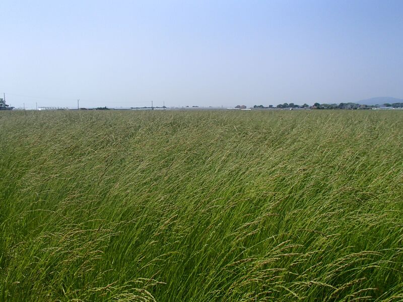 ファイル:トールフェスク（草地）.JPG