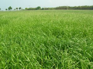 イタリアンライグラス （圃場1）.JPG