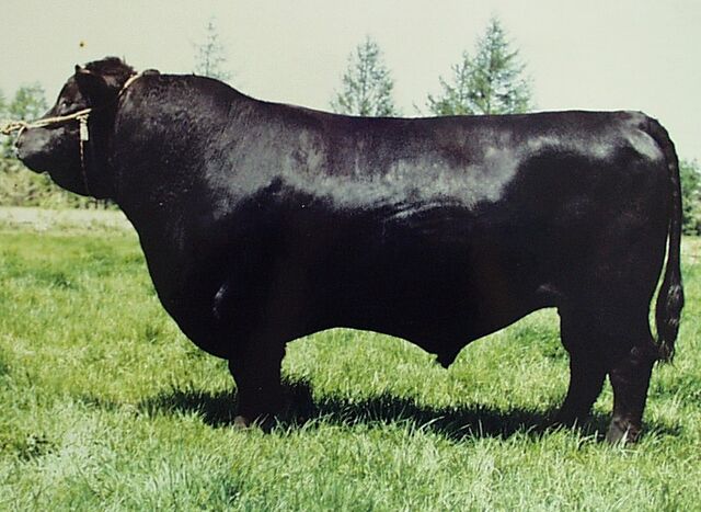 廃盤　レア　新品　ジェリーキャット　タンブルタフト　カウ　牛　うし　ウシ　cow 廃盤 レア 新品 ジェリーキャット タンブルタフト カウ 牛 うし