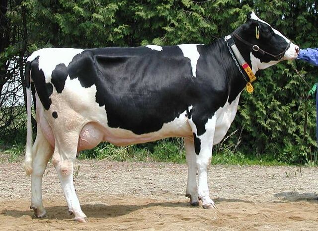 ホルスタイン - 畜産用語辞典