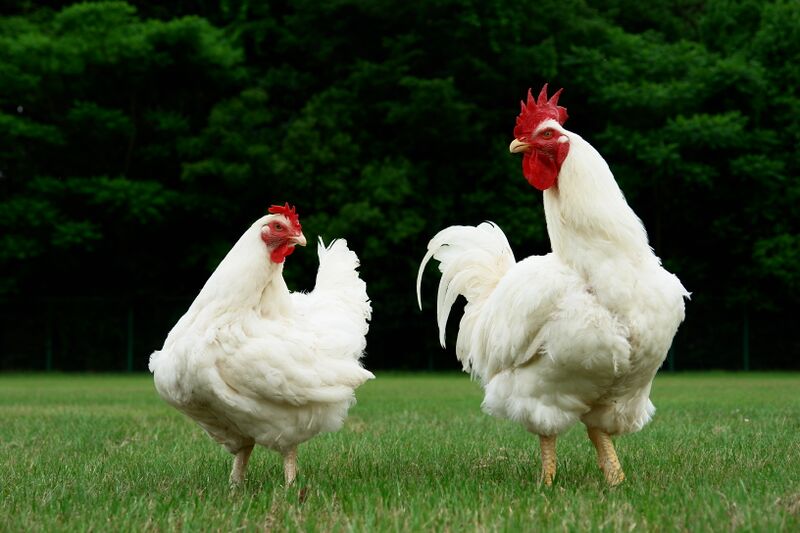 ファイル:白色コーニッシュ（ニワトリ品種）(雌雄）.JPG