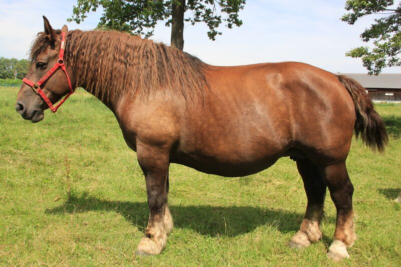 ファイル:ブルトン（ウマ品種）（雌）.JPG